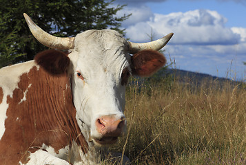 Image showing Portrait of a cow