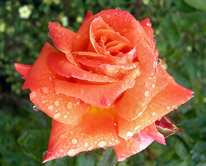 Image showing Rose With Dew