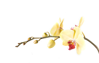 Image showing orchid