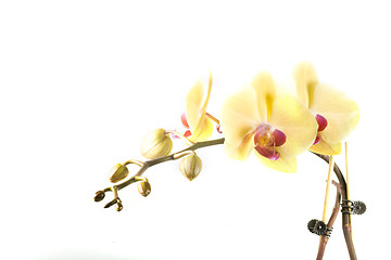 Image showing orchid