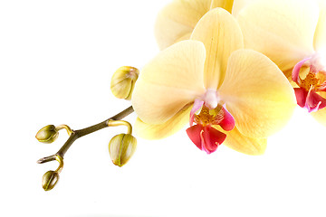 Image showing orchid