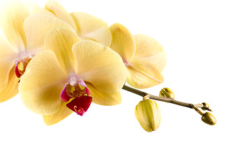 Image showing orchid