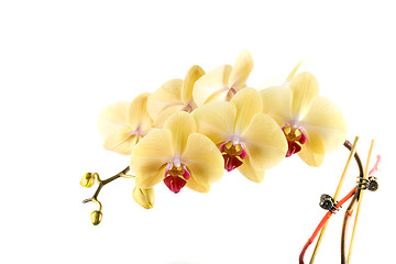 Image showing orchid