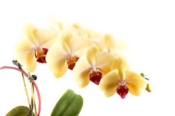 Image showing orchid