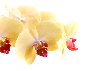 Image showing orchid