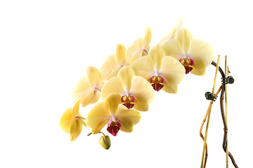 Image showing orchid