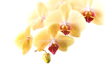 Image showing orchid