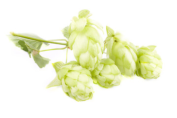 Image showing hop