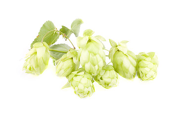 Image showing hop