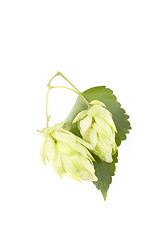 Image showing hop