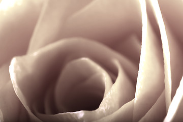 Image showing ROSE BACKGROUND