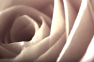 Image showing ROSE BACKGROUND