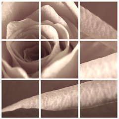 Image showing ROSE BACKGROUND