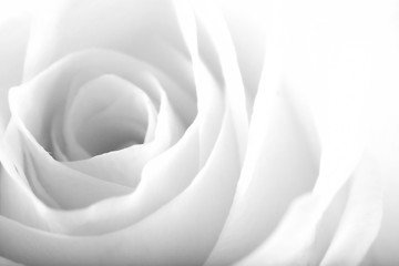 Image showing ROSE BACKGROUND