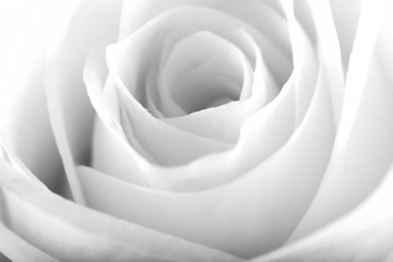 Image showing ROSE BACKGROUND