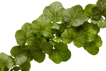 Image showing Ivy