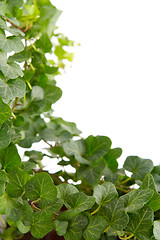 Image showing Ivy