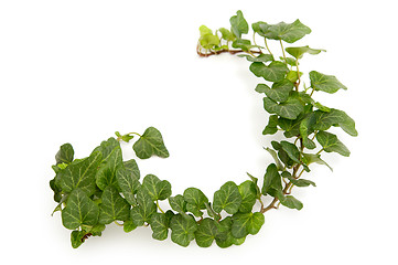 Image showing Ivy