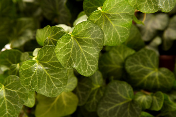 Image showing Ivy