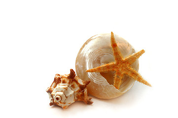 Image showing Sea shells