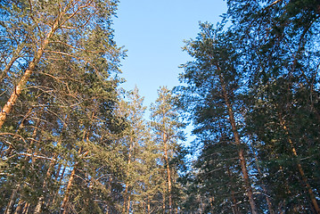 Image showing coniferous forest