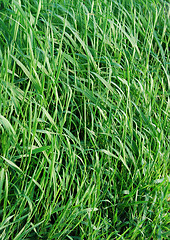 Image showing grass