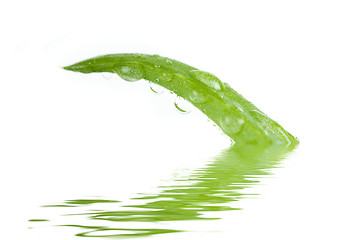 Image showing Aloe Vera