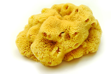 Image showing Natural sponge