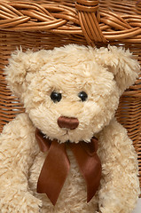 Image showing Teddy Bear