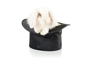 Image showing rabbit and black hat 