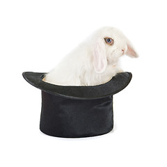 Image showing rabbit at black hat