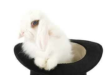 Image showing rabbit in black hat 