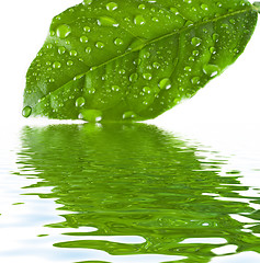 Image showing green leave