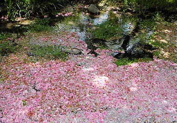 Image showing Spring Beauty In A Puddle