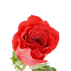 Image showing red rose closeup