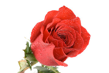 Image showing red rose closeup