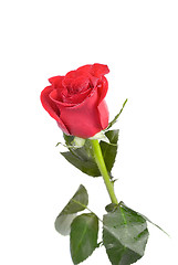 Image showing red rose