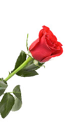 Image showing red rose flower