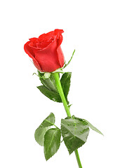 Image showing red rose