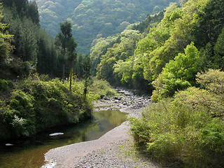 Image showing River In The Forest