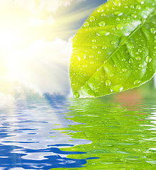 Image showing green leave water 