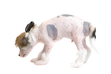 Image showing puppy