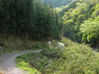 Image showing Hiking In The Forest