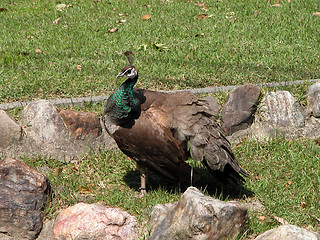 Image showing Peacock