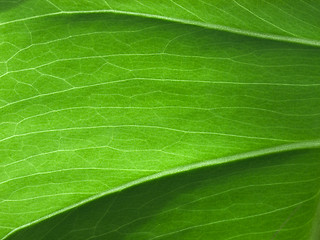 Image showing Plantleaf