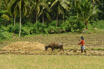 Image showing Asian primitive farming