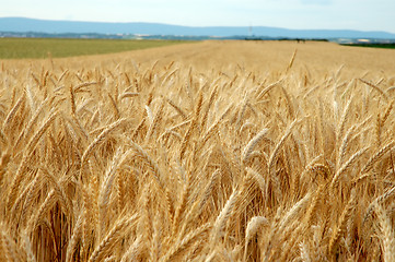 Image showing Wheat field