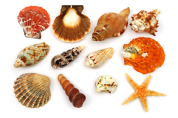 Image showing Sea shells