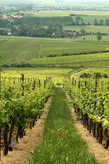 Image showing Vineyard. Germany