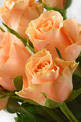 Image showing Pink roses